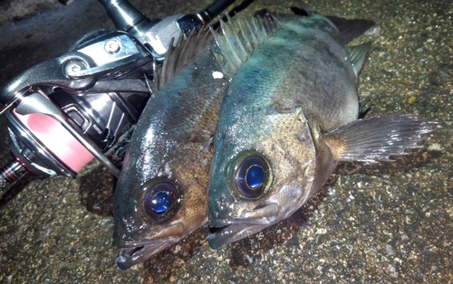 クロメバルの釣果