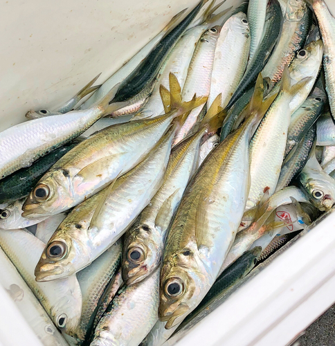 アジの釣果