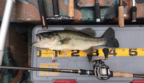 ブラックバスの釣果