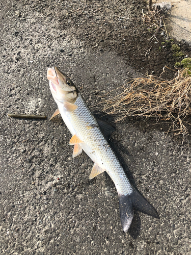 ニゴイの釣果