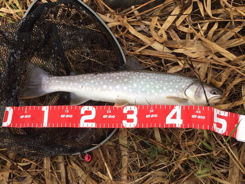 アメマスの釣果