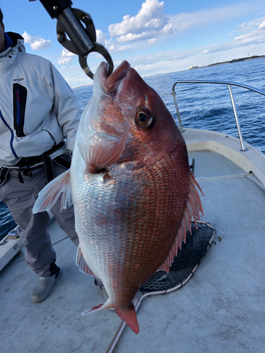 マダイの釣果