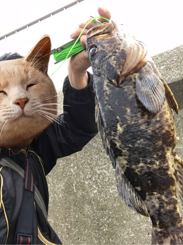 タケノコメバルの釣果