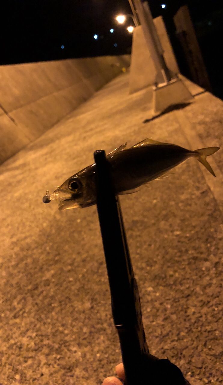 アジ