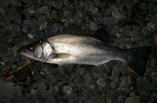 ヒラスズキの釣果