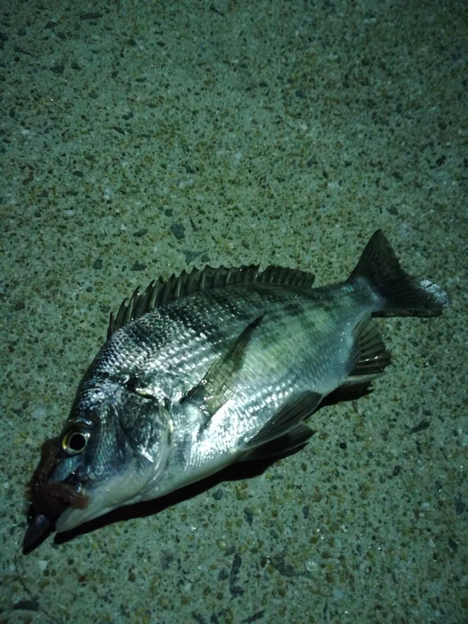 クロダイ