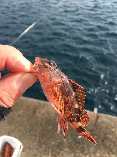 カサゴの釣果