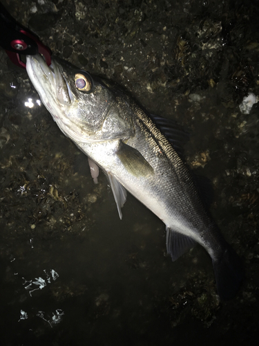 スズキの釣果