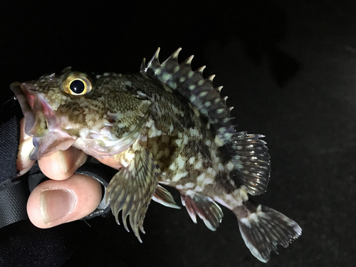 ガシラの釣果