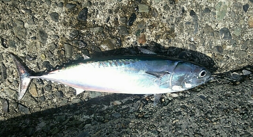 マルソウダの釣果