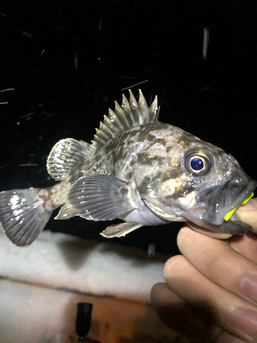 クロソイの釣果