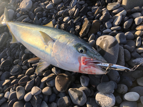 ワラサの釣果