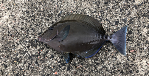 ニザダイの釣果