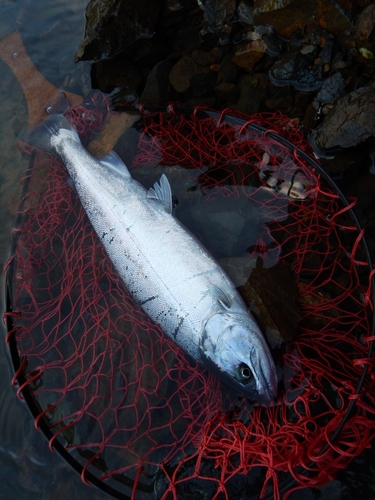 ヤマメの釣果