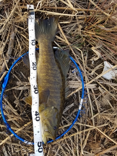 スモールマウスバスの釣果