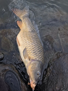 コイの釣果