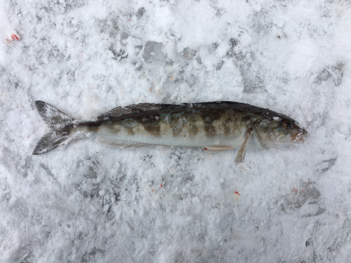 ホッケの釣果