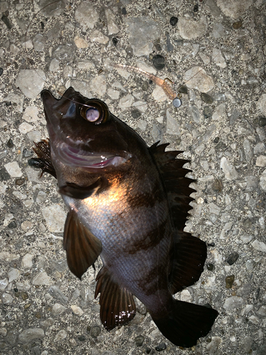 アカメバルの釣果