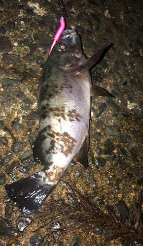 シロメバルの釣果