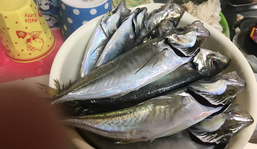 アジの釣果