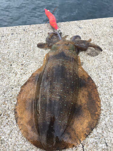 モイカの釣果