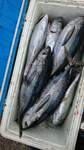 キハダマグロの釣果