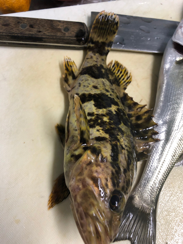 タケノコメバルの釣果