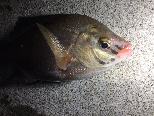 ウミタナゴの釣果