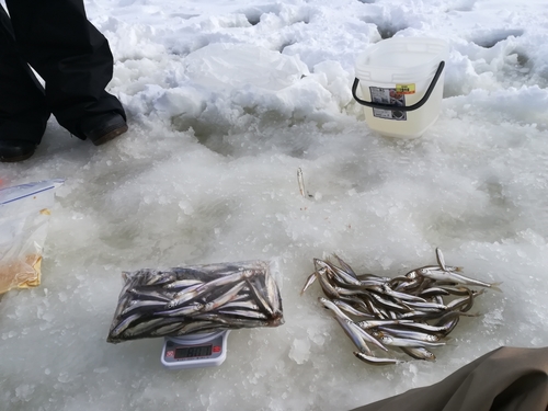 ワカサギの釣果