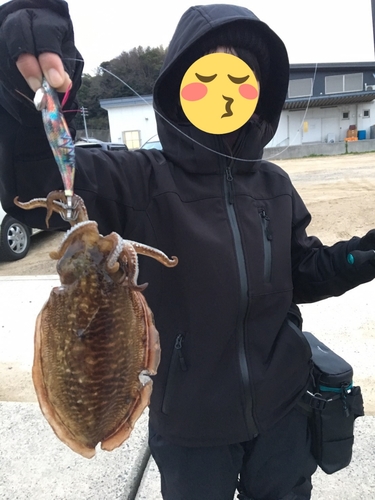 コウイカの釣果