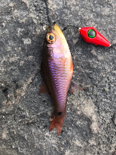 ネンブツダイの釣果