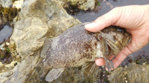 ムラソイの釣果