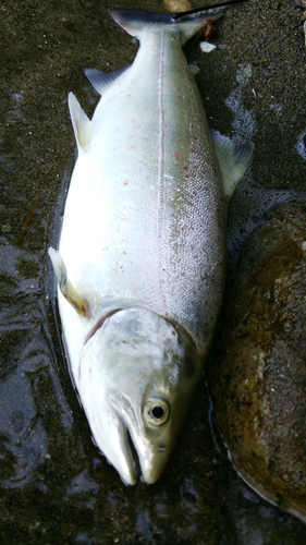 サツキマスの釣果