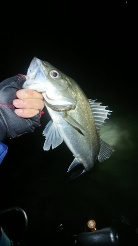 フッコ（タイリクスズキ）の釣果