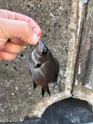 スズメダイの釣果