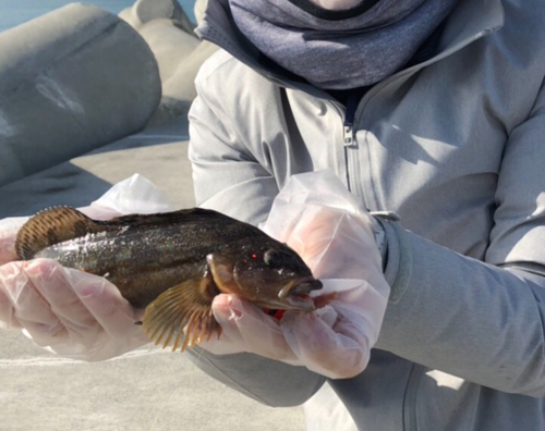 アイナメの釣果