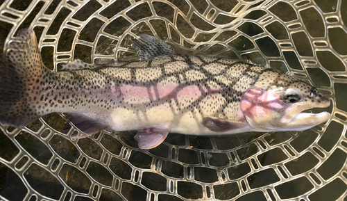 トラウトの釣果