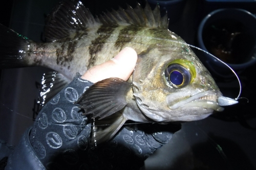 メバルの釣果