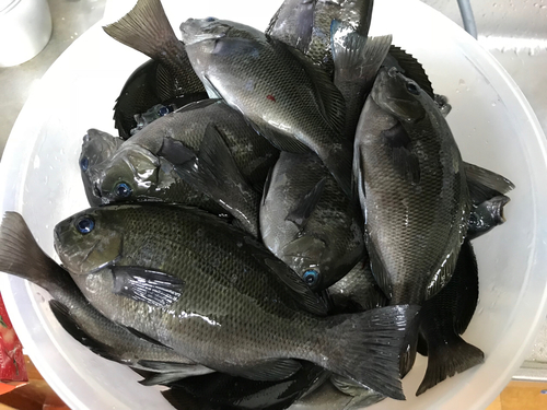 釣果