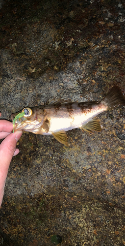 シロメバルの釣果