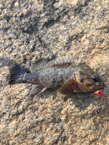 ソイの釣果