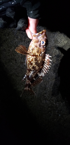 カサゴの釣果