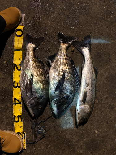 クロダイの釣果