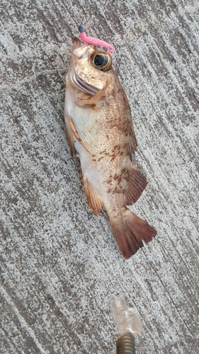 シロメバルの釣果