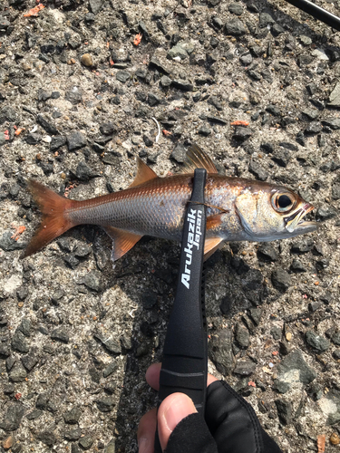 ムツの釣果