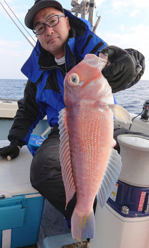 アマダイの釣果