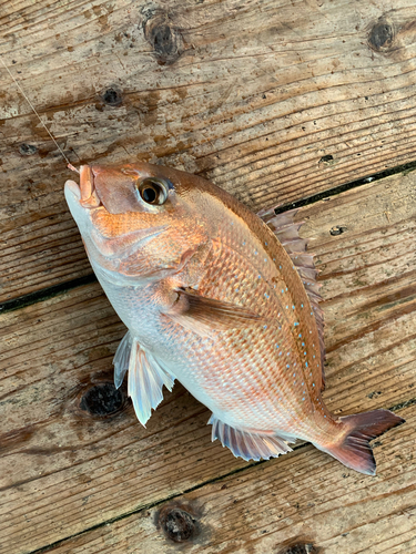 トラフグの釣果