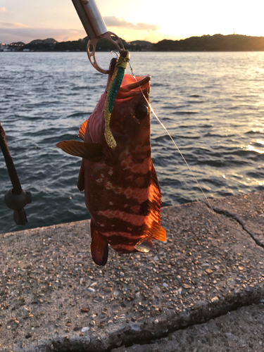 アコウの釣果