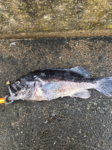 クロソイの釣果