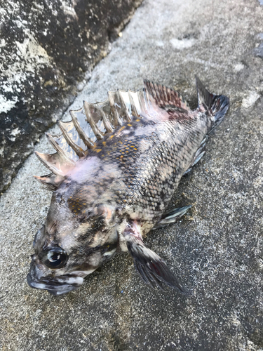 クロソイの釣果